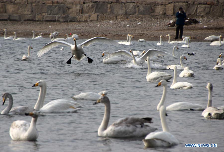 Swans are seen at Yandunjiao Port in Rongcheng City, east China's Shandong Province, Feb. 21, 2016.