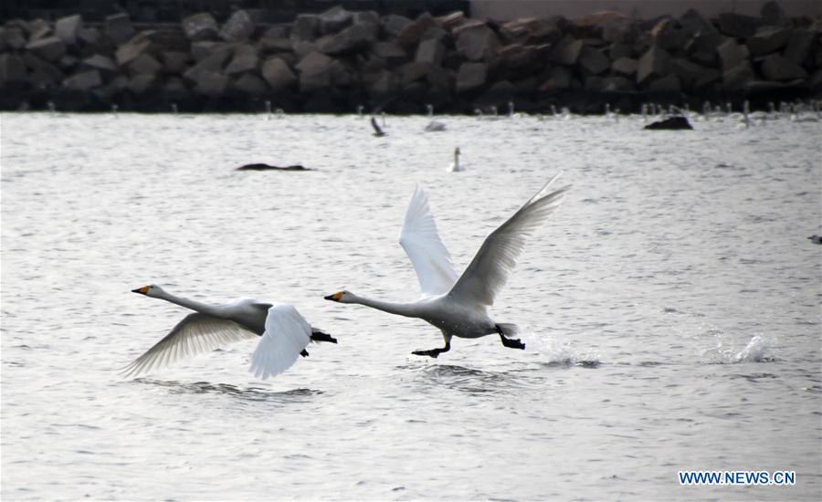 Swans swim in the water of Yandunjiao Port in Rongcheng City, east China's Shandong Province, Feb. 21, 2016. 