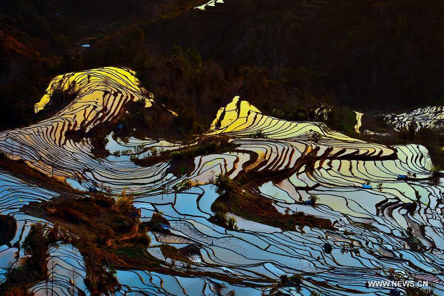 Yuanyang rice terraces are the 45th World Heritage Site in China