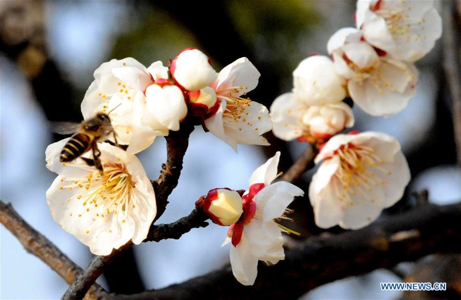 A bee lands on plum blossoms at Xumen Square in Suzhou, east China's Jiangsu Province, Feb. 24, 2016.