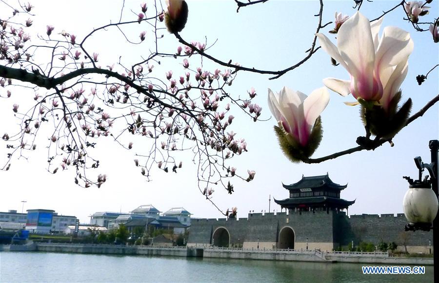 Magnolia flowers bloom at a riverside in Suzhou, east China's Jiangsu Province, Feb. 24, 2016.