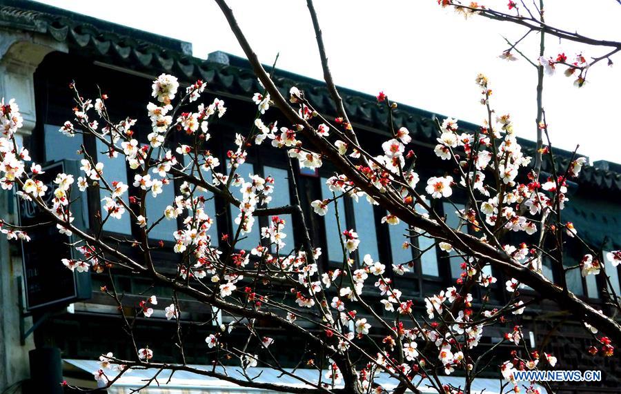 The blooming plum blossoms cast beautiful reflections with old streets and residences at Pingjiang Road in Suzhou, east China's Jiangsu Province, Feb. 24, 2016.