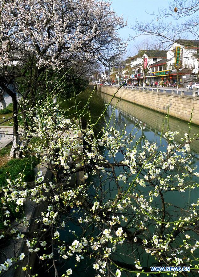 Plum blossoms are seen at the side of Jiqing River in Suzhou, east China's Jiangsu Province, Feb. 24, 2016. 