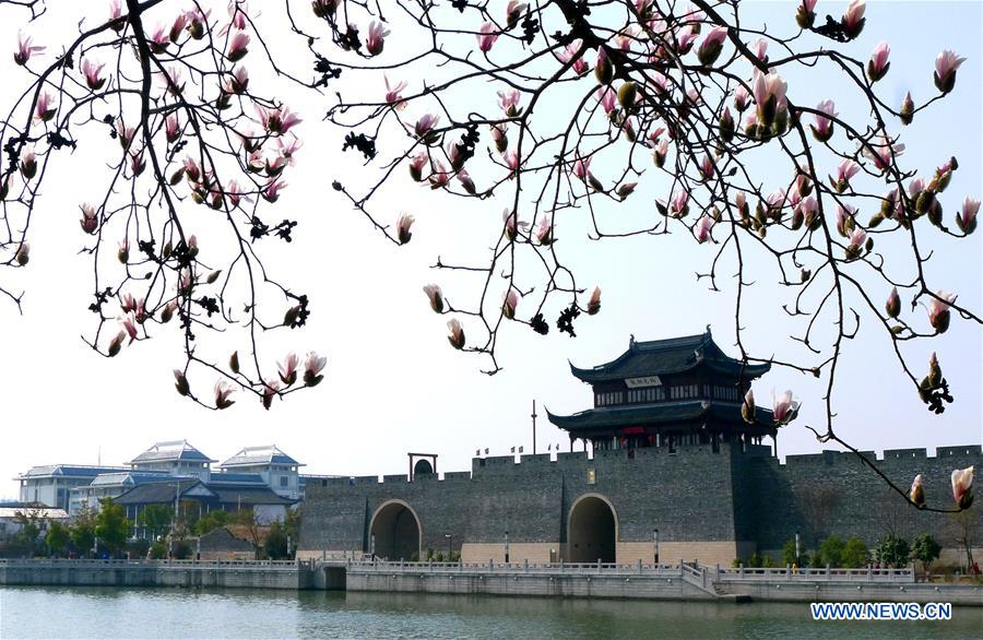 Magnolia flowers bloom on a riverside in Suzhou, east China's Jiangsu Province, Feb. 24, 2016. 