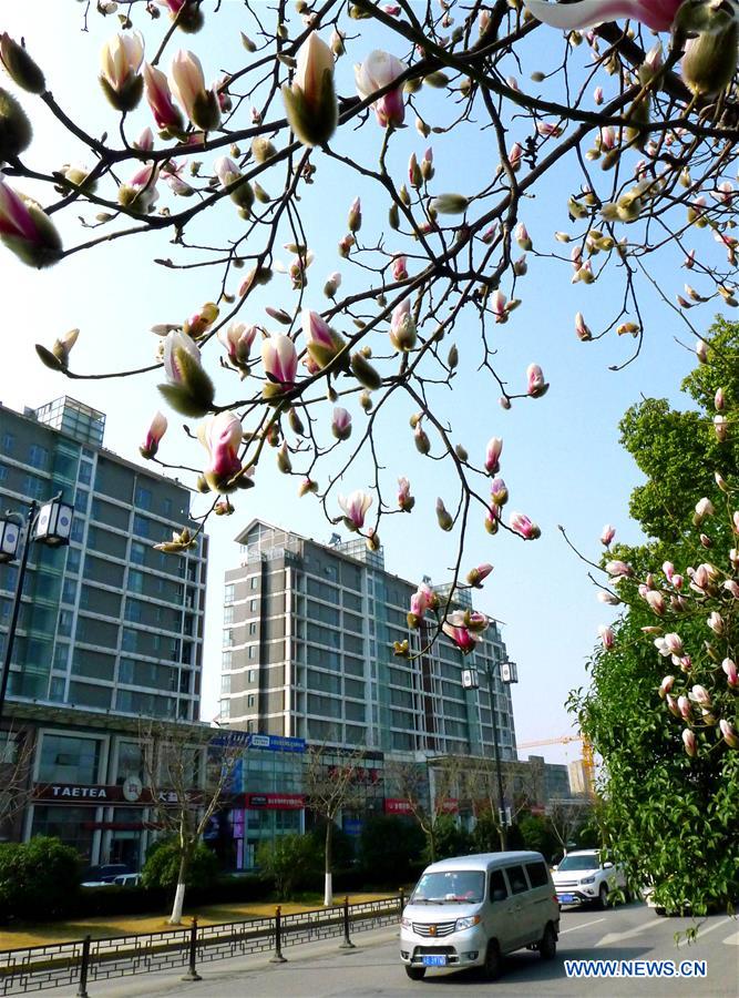 Vehicles move past Magnolia flowers in Suzhou, east China's Jiangsu Province, Feb. 24, 2016.