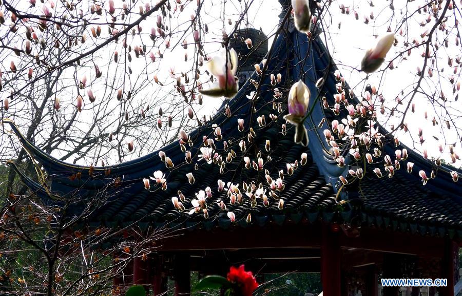 Magnolia flowers bloom at a park in Suzhou, east China's Jiangsu Province, Feb. 24, 2016. 