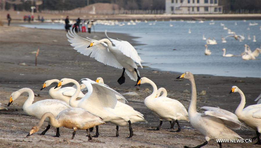  Migratory swans, which have spent four months in Rongcheng, practice flying here to prepare for a trip back to the Siberia region.