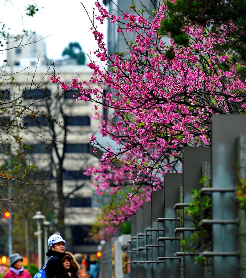 CHINA-TAIPEI-CHERRY BLOSSOM(CN)