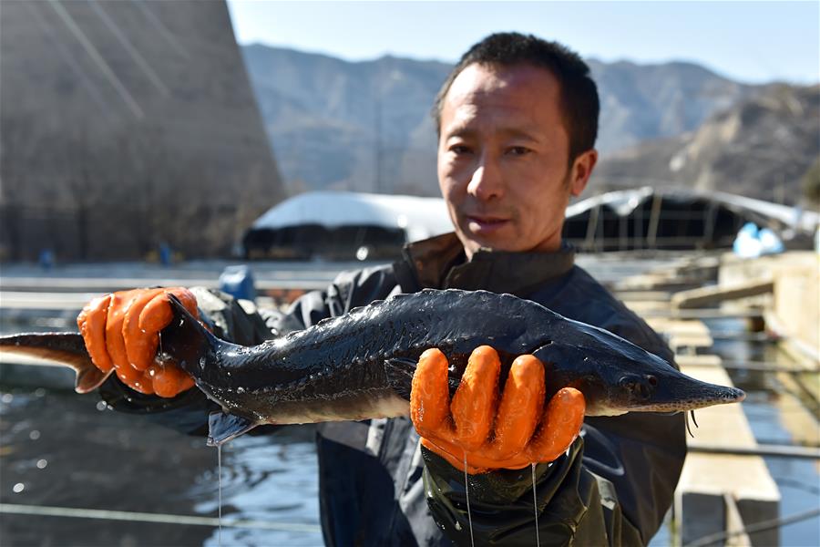 CHINA-TAIYUAN-FISH FARMING (CN)