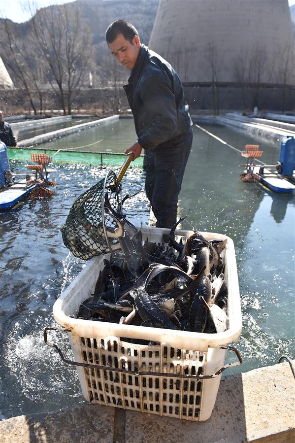 CHINA-TAIYUAN-FISH FARMING (CN)