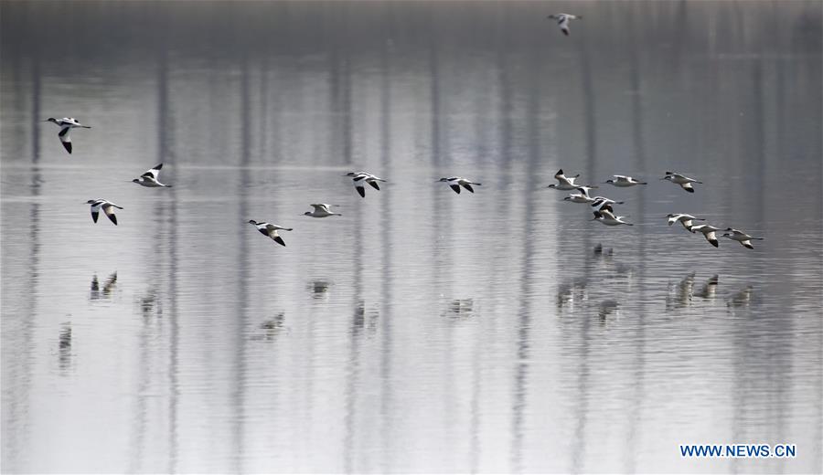 CHINA-HUNAN-DONGTING LAKE-MIGRATORY BIRDS (CN)