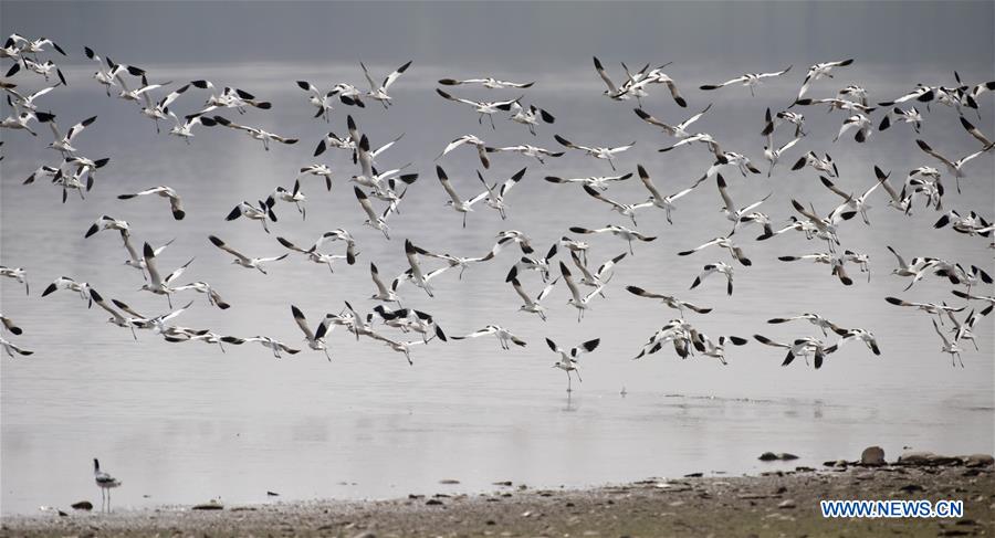 CHINA-HUNAN-DONGTING LAKE-MIGRATORY BIRDS (CN)