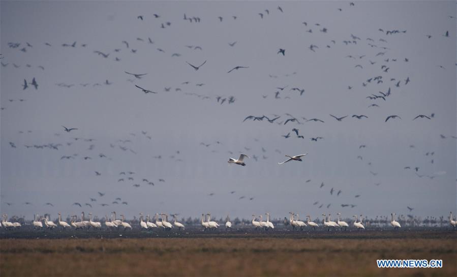 CHINA-HUNAN-DONGTING LAKE-MIGRATORY BIRDS (CN)