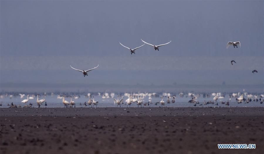 CHINA-HUNAN-DONGTING LAKE-MIGRATORY BIRDS (CN)