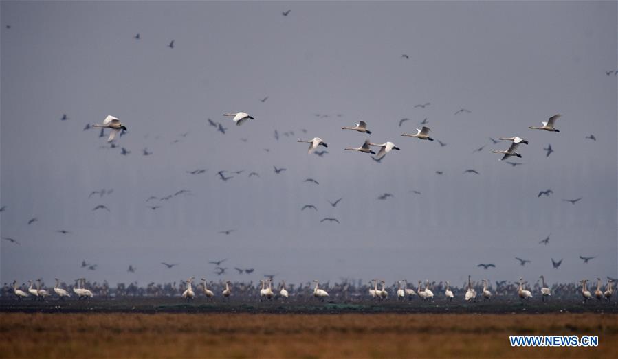 CHINA-HUNAN-DONGTING LAKE-MIGRATORY BIRDS (CN)