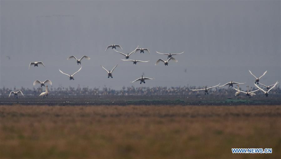 CHINA-HUNAN-DONGTING LAKE-MIGRATORY BIRDS (CN)