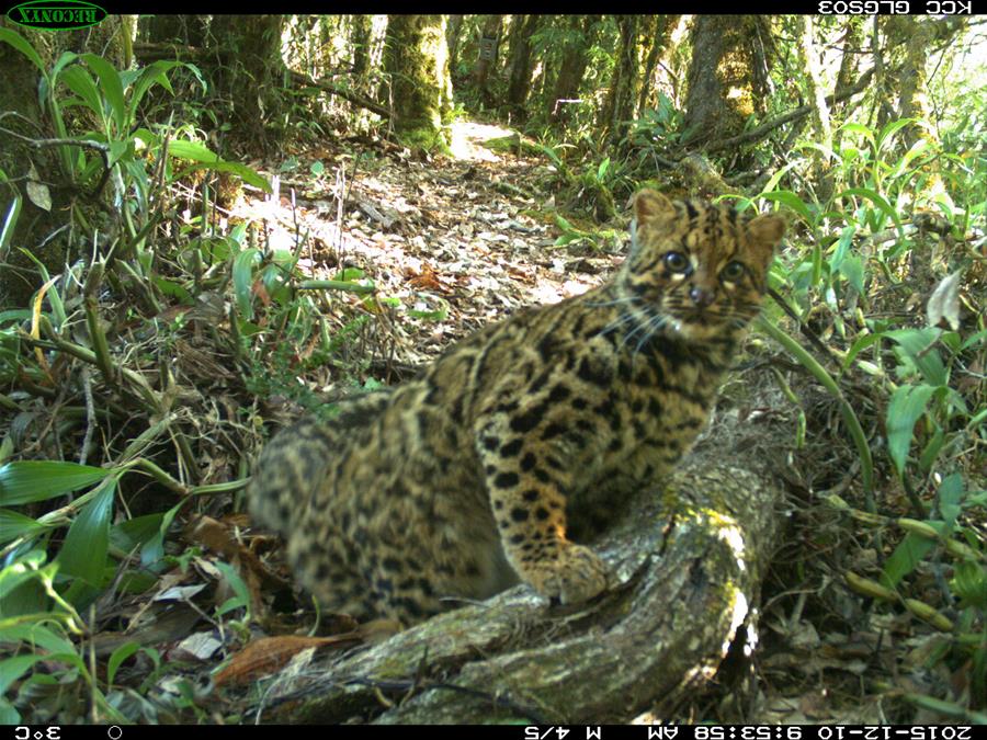 CHINA-YUNNAN-MARBLED CAT-IMAGE (CN) 