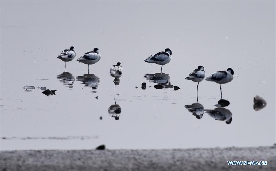 CHINA-HUNAN-DONGTING LAKE-MIGRATORY BIRDS (CN)