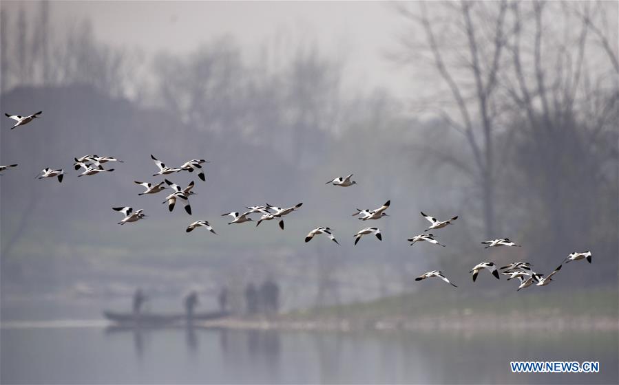 CHINA-HUNAN-DONGTING LAKE-MIGRATORY BIRDS (CN)