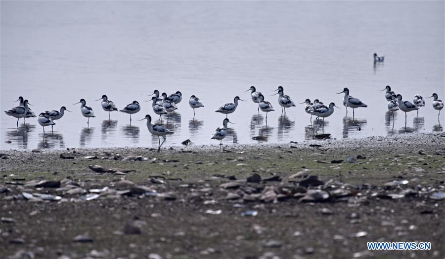 CHINA-HUNAN-DONGTING LAKE-MIGRATORY BIRDS (CN)