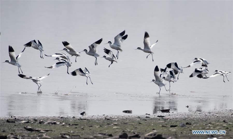 CHINA-HUNAN-DONGTING LAKE-MIGRATORY BIRDS (CN)