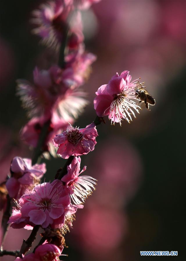 #CHINA-JIANGSU-NANJING-SPRING (CN)