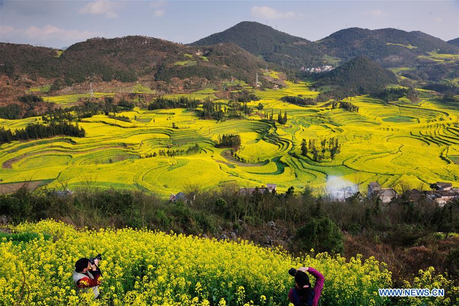 #CHINA-YUNNAN-LUOPING-RAPE FLOWERS (CN)