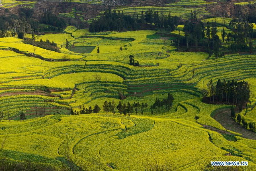 #CHINA-YUNNAN-LUOPING-RAPE FLOWERS (CN)