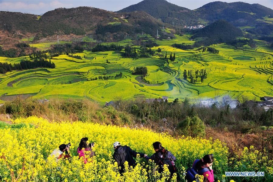 #CHINA-YUNNAN-LUOPING-RAPE FLOWERS (CN)