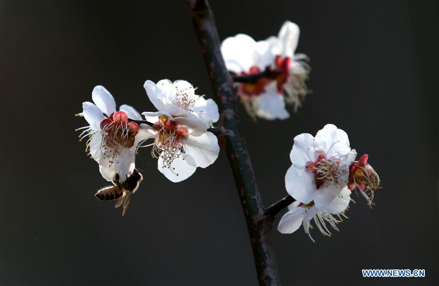 #CHINA-JIANGSU-NANJING-SPRING (CN)