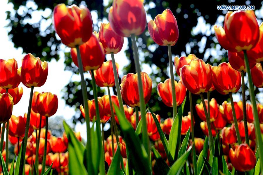 #CHINA-NANNING-TULIP(CN)