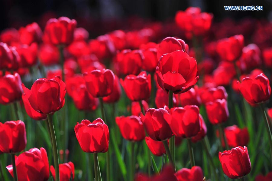 #CHINA-NANNING-TULIP(CN)