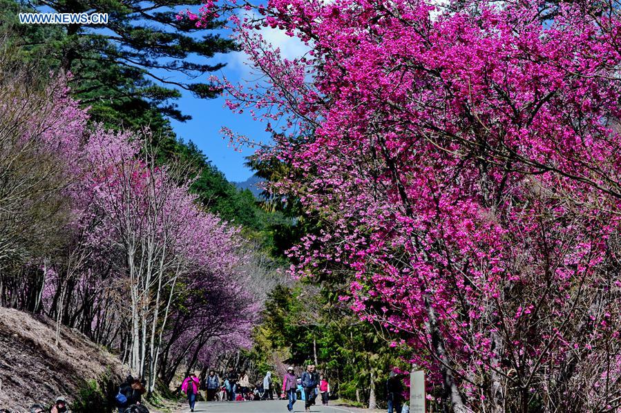 CHINA-TAIWAN-CHERRY BLOSSOM (CN)