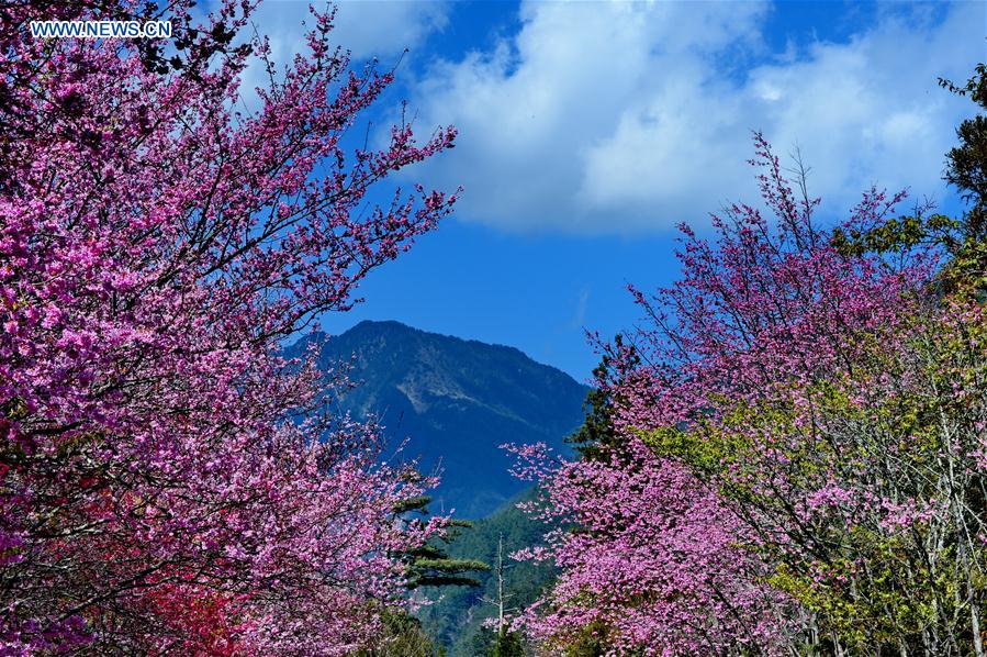 CHINA-TAIWAN-CHERRY BLOSSOM (CN)