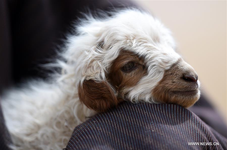 Spring is a season for lamb births. As spring comes, herdsmen living on the 5,000-meter-high Sensen Spring Pasture in Qiaga Township of Damxung County are busy with delivering Tibetan lambs. 