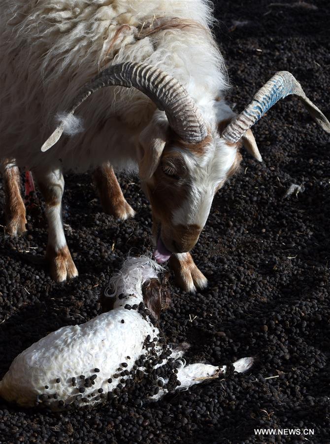 Spring is a season for lamb births. As spring comes, herdsmen living on the 5,000-meter-high Sensen Spring Pasture in Qiaga Township of Damxung County are busy with delivering Tibetan lambs. 