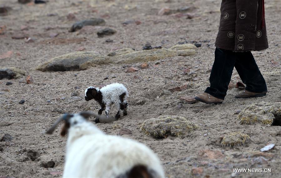 Spring is a season for lamb births. As spring comes, herdsmen living on the 5,000-meter-high Sensen Spring Pasture in Qiaga Township of Damxung County are busy with delivering Tibetan lambs. 