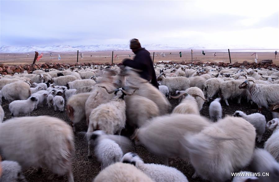 Spring is a season for lamb births. As spring comes, herdsmen living on the 5,000-meter-high Sensen Spring Pasture in Qiaga Township of Damxung County are busy with delivering Tibetan lambs. 