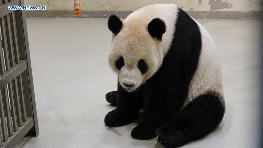 #CHINA-TAIWAN-PANDA-ARTIFICIAL INSEMINATION (CN)