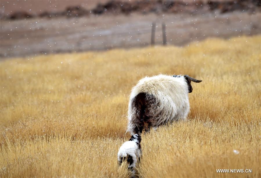 Spring is a season for lamb births. As spring comes, herdsmen living on the 5,000-meter-high Sensen Spring Pasture in Qiaga Township of Damxung County are busy with delivering Tibetan lambs. 