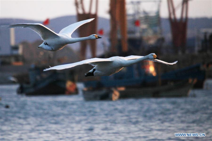 #CHINA-SHANDONG-RONGCHENG-SWANS (CN) 