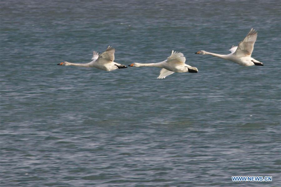 #CHINA-SHANDONG-RONGCHENG-SWANS (CN) 