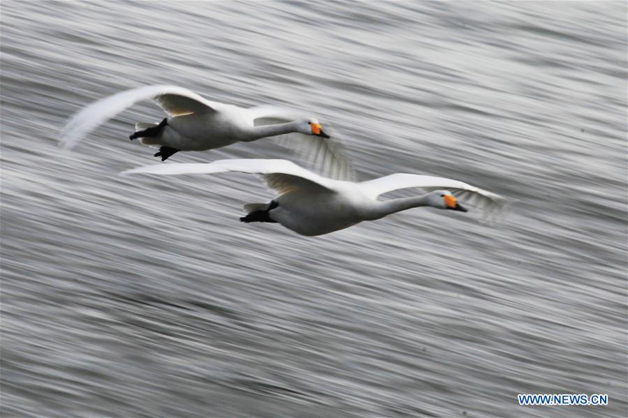 #CHINA-SHANDONG-RONGCHENG-SWANS (CN) 