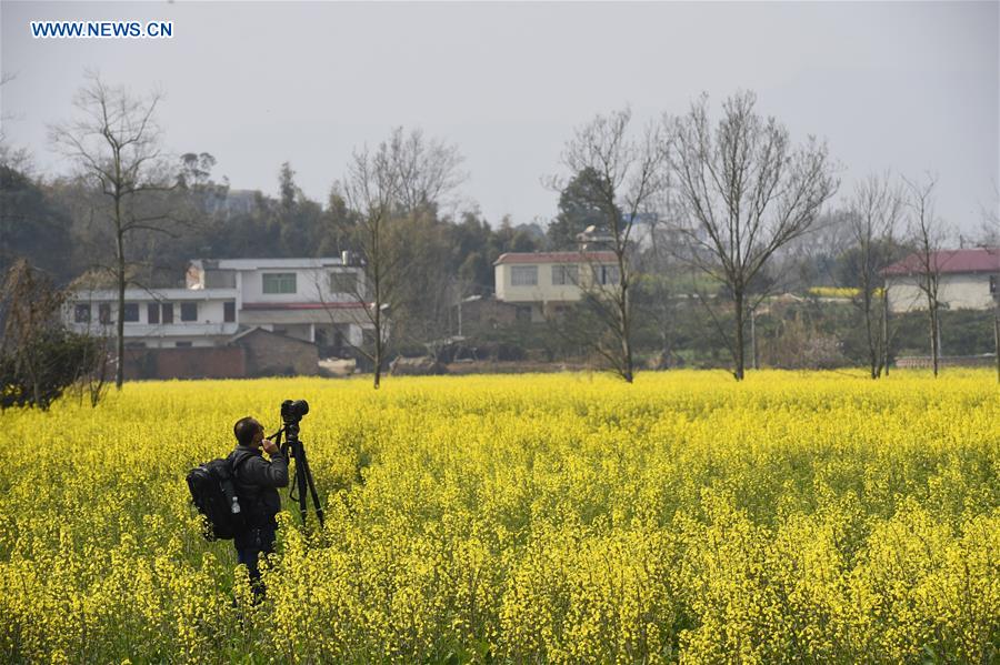 CHINA-SICHUAN-RAPE FLOWER-TOURISM (CN)