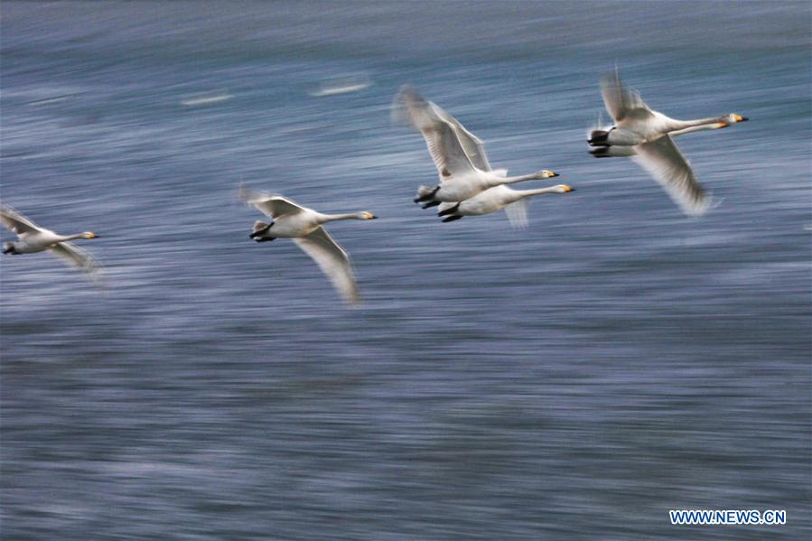 #CHINA-SHANDONG-RONGCHENG-SWANS (CN) 