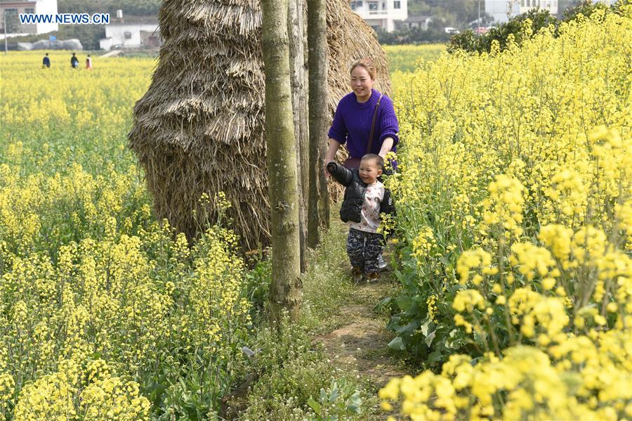 CHINA-SICHUAN-RAPE FLOWER-TOURISM (CN)