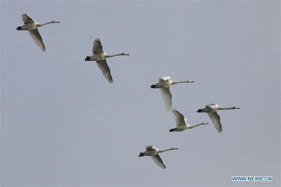 #CHINA-SHANDONG-RONGCHENG-SWANS (CN) 