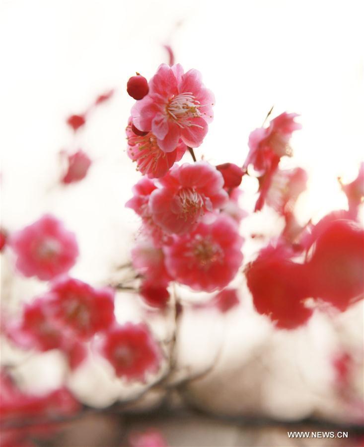 Photo taken on March 2, 2016 shows plum flowers blooming near a river in Taizhou, east China's Jiangsu Province.