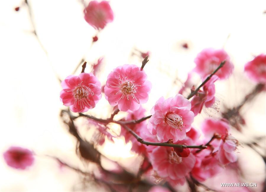 Photo taken on March 2, 2016 shows plum flowers blooming near a river in Taizhou, east China's Jiangsu Province. 