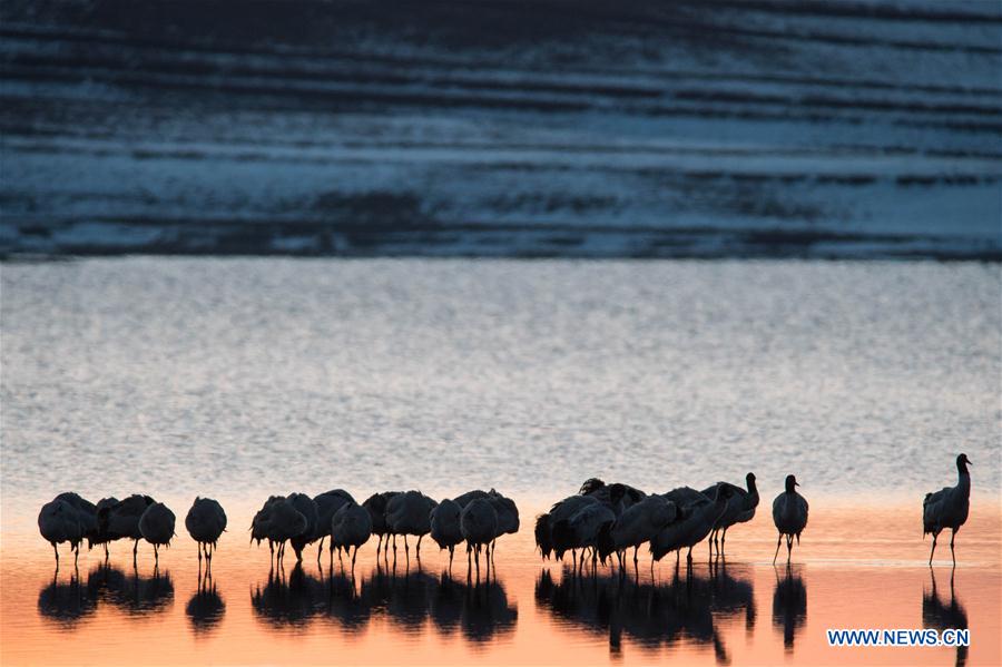 Photo taken on Feb. 28, 2016 shows black-necked cranes resting at the Dashanbao Dahaizi Wetland in Zhaotong City, southwest China's Yunnan Province.